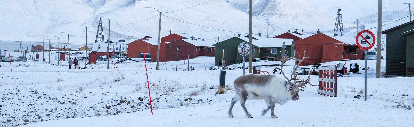 A reindeer crossing a snowy road in the foreground with an urban environment in Longyearbyen and a snow-covered mountain in the background
