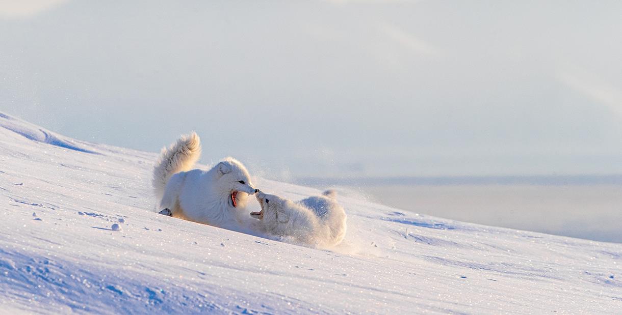Arctic Fox Interesting Facts Profile, Traits, Skills, Diet, Range, Adaptation, Habitat, Mating, Predators, Prey