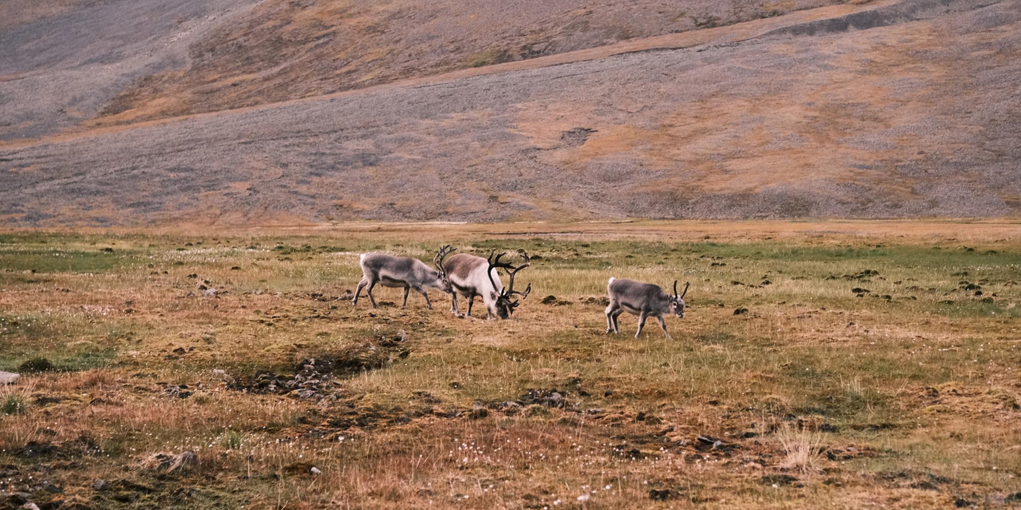 Reindeer family