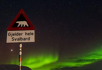 Isbjørneadvarselsskilt med nordlys i bakgrunnen