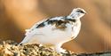 Rock Ptarmigan in late summer changing colour from brown to white