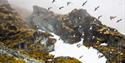 En flokk med alkekonger flyr i fjellet