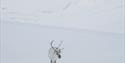 A lonely Svalbard reindeer