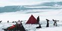 A person in a tent camp surrounded by sled dogs