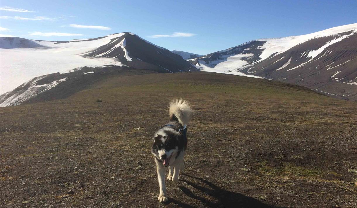 En hund som går langs platået oppå fjellet Sarkofagen