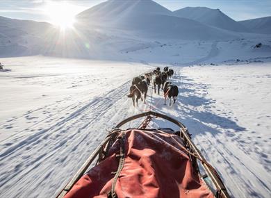 A dog sled with sled dogs running in front