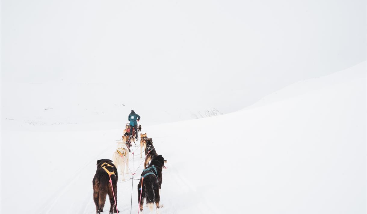 Hunder og hundesleder i et snøhvitt landskap