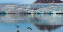 To sjøfugler som flyr over en fjord med en isbre og et fjell i bakgrunnen