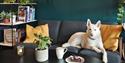 A husky resting in a sofa behind a table with a cup of tea, coffee, a plate with cake and a plant on it.