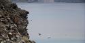 Birds jumping from the cliffside