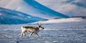 A Svalbard reindeer in the wild