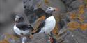 Two puffins on a rocky outcropping