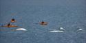 En gruppe kajakkpadlere som møter hvithval i en fjord
