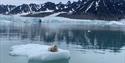 Seal sleeping on an ice berg