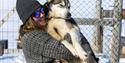 A person lifting and cuddling with a sled dog.