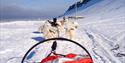 Dogs in front of a dog sled in Barentsburg
