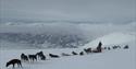 Hunder og hundesleder på toppen av et fjell