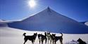 En liten flokk med hunder som koser seg i sola i et snødekt landskap