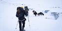 Personer og hunder som går på en isbre