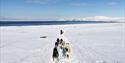 Sledehunder som springer på en snødekt slette