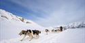 A sled dog team running through the snow.