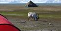 A Svalbard reindeer walking around in between tents on a camping site