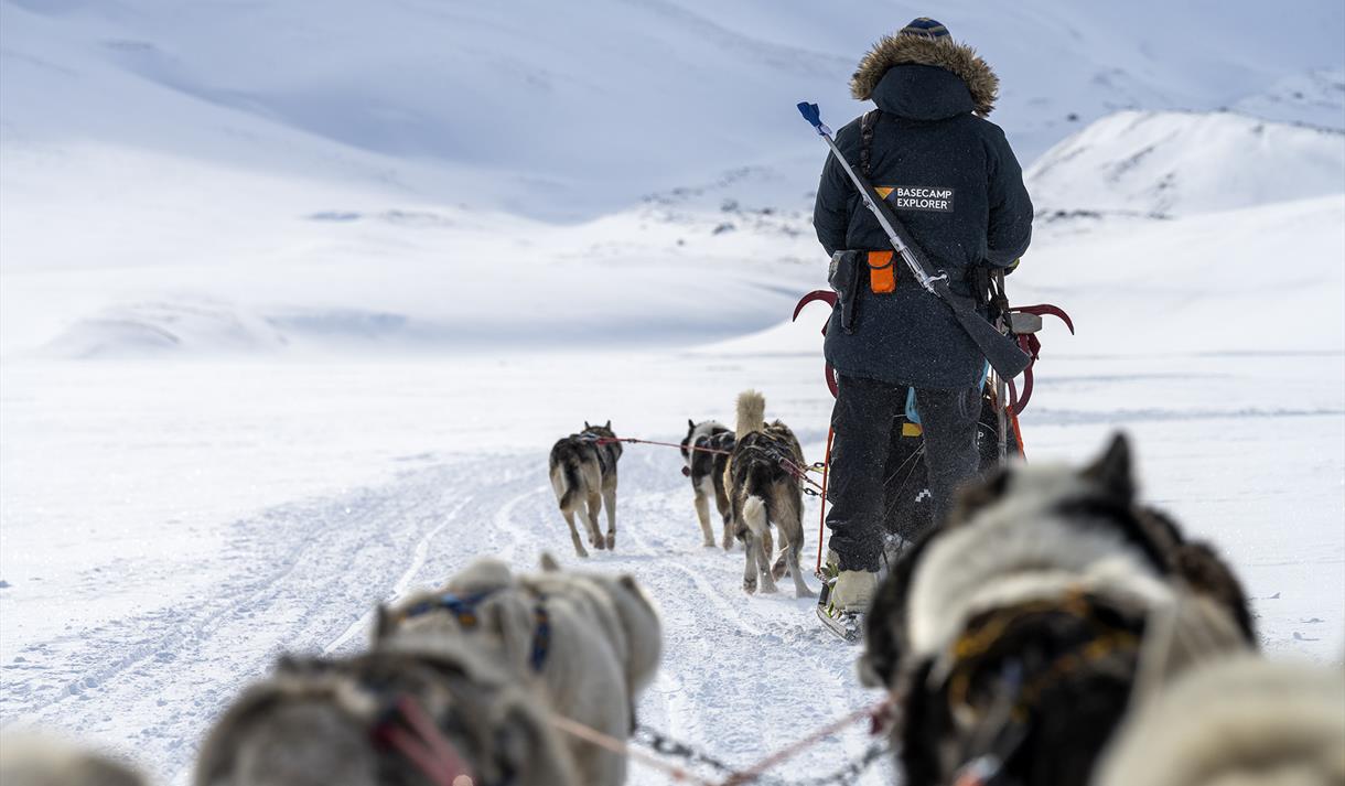 A guide seen from behind with a gun on their back driving a sled dog team.