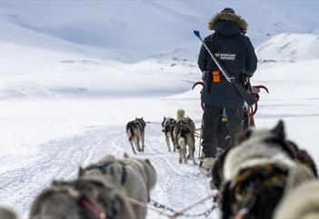 A guide seen from behind with a gun on their back driving a sled dog team.