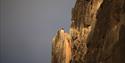 Puffin sitting on a cliff