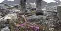 To føtter i gjørmete fjellsko som står på steiner foran en klynge med blomster