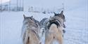 Sled dogs that are harnessed and ready to run outside the dog yard