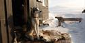 En sledehund som nyter sola på hyttetrappa