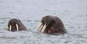 Two curious walruses out for a swim in the fjord