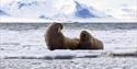 Two walruses on top of a floating sheet of ice