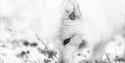 Black and white picture of a polarfox in wintercoat, sniffing the grass