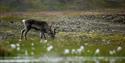 Et svalbardreinsdyr som spiser gress langs et lite vann, med tundralandskap i bakgrunnen