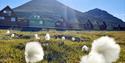 Cotton grass in a grassy field in the foreground, with colourful houses, two mountains and a blue sky in the background