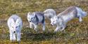 Three Arctic foxes walk on the tundra.