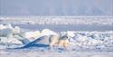 A polar bear walking around on sea ice, seen through a long tele lens