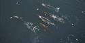 En gruppe på 5 hvaler som svømmer sammen i en fjord