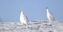 Two Svalbard rock ptarmigans in their winter colours on a snowy hill