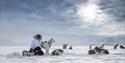 Person cuddling with the sleddogs in the snow