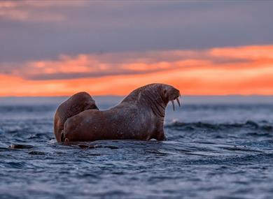 Two walruses on coastal rocks during a sunset