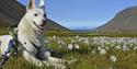 A white dog resting in a meadow of cotton grass, and two persons hiking in a green summer landscape in the background