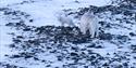 Svalbardrein leter etter mat på den frosne bakken og blir observert av en hvit polarrev