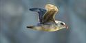A Northern fulmar flying through the air