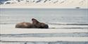 Two walruses relaxing on a sheet of ice on a fjord