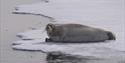 A seal relaxing on the edge of a sheet of ice in a fjord