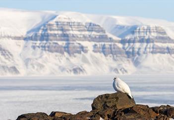 The Svalbard ptarmigan in front of Tempelfjellet.