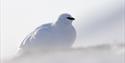 The Svalbard grouse